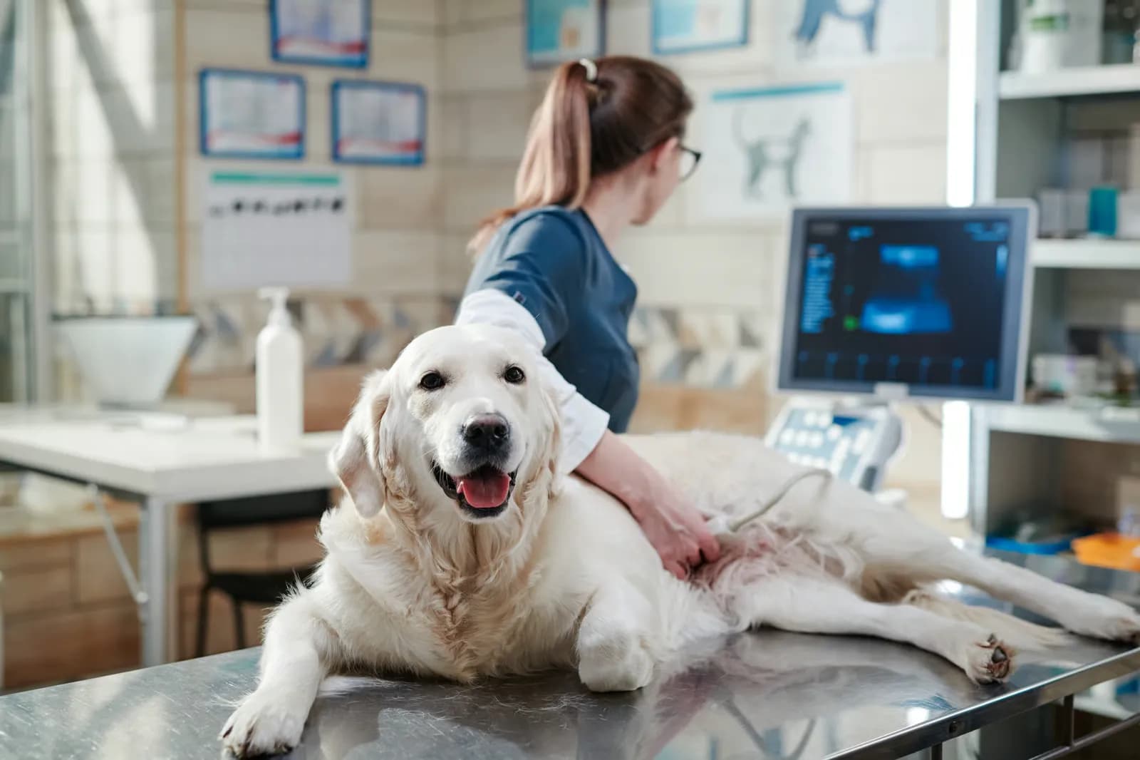 Refurbished Veterinary Ultrasound Probes