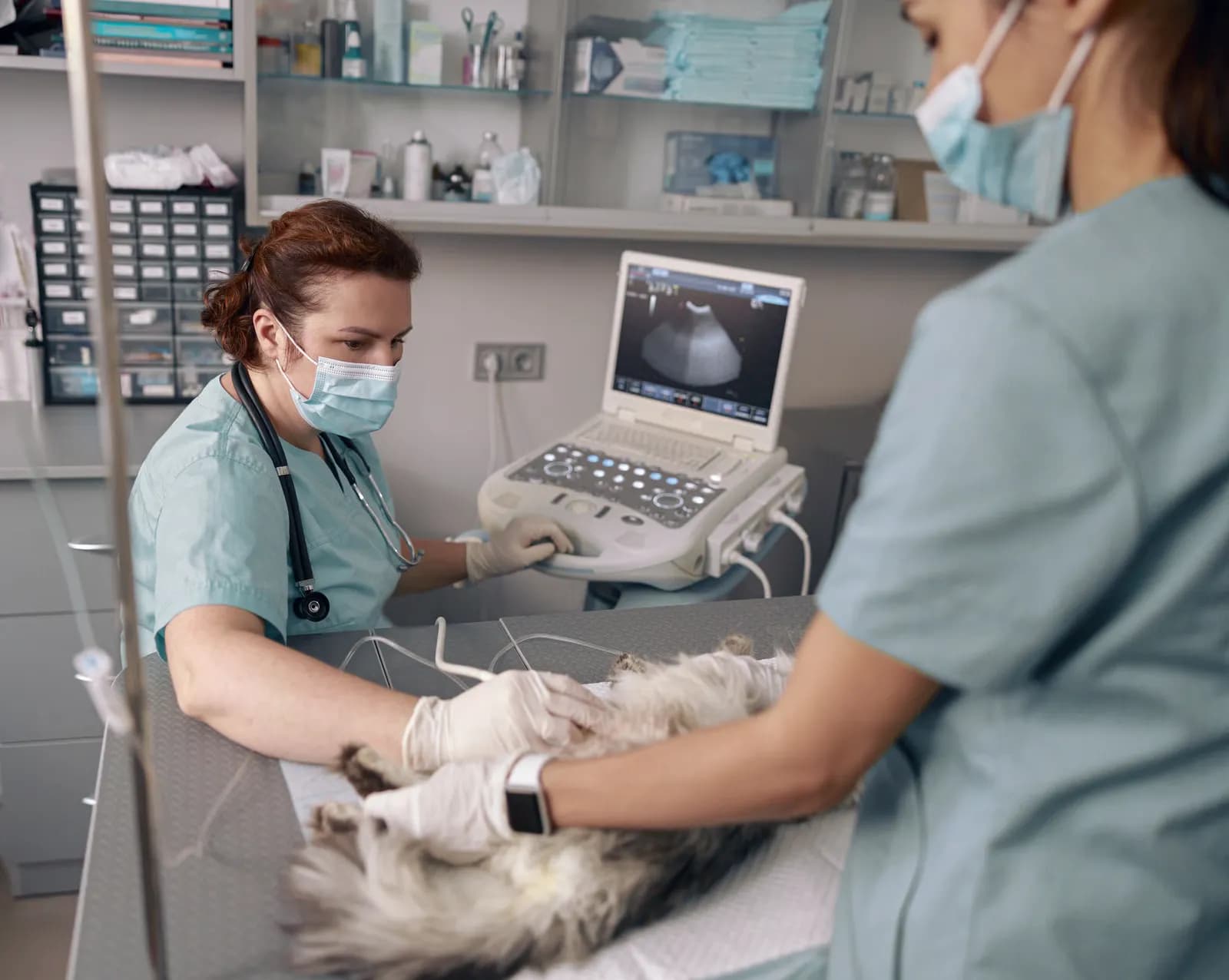 Already Have a Veterinary Probe?