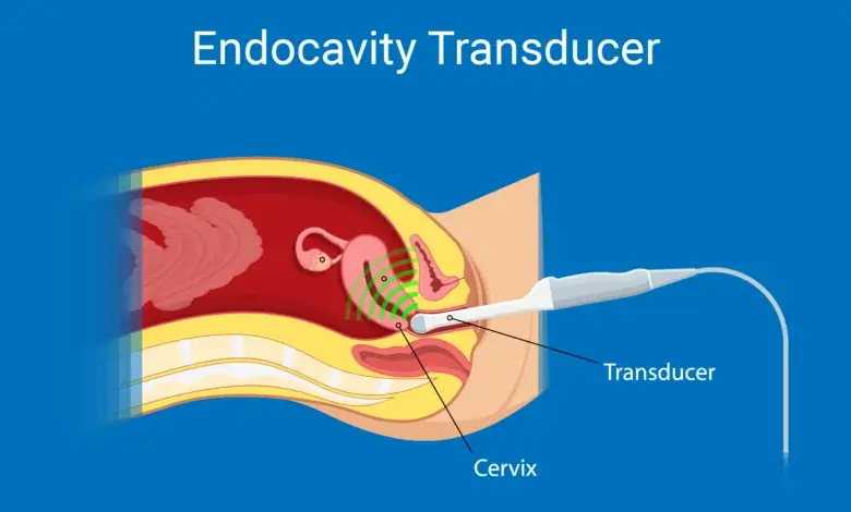 Endocavity Transducers