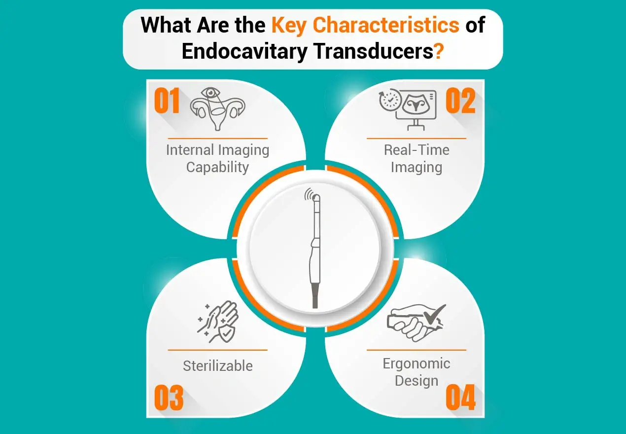 What Are the Key Characteristics of Endocavitary Transducers?