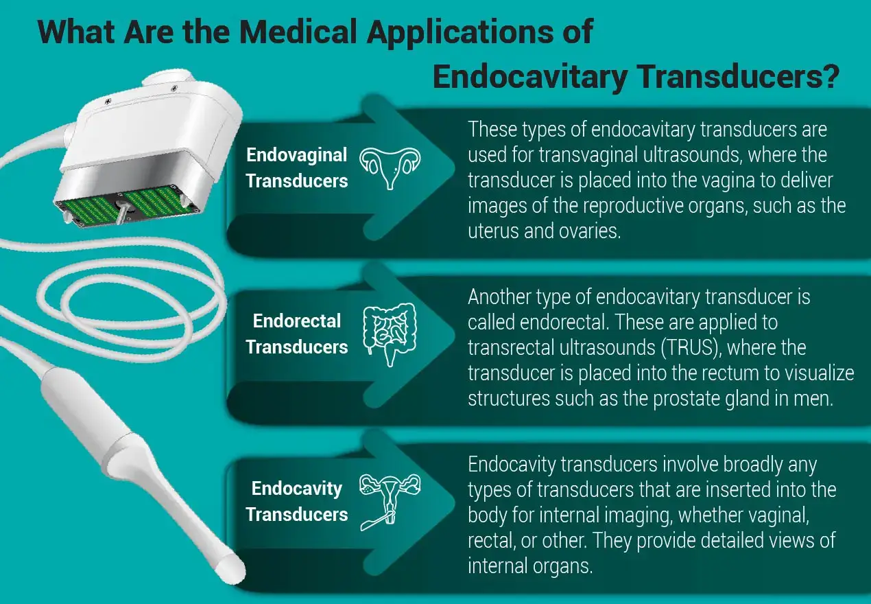 What Are the Medical Applications of Endocavitary Transducers?