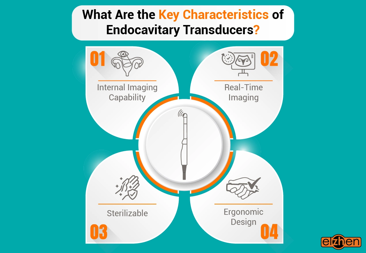 Key Characteristics of Endocavitary Transducers