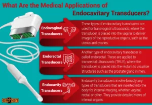 what are the medical applications of endocavity transducers