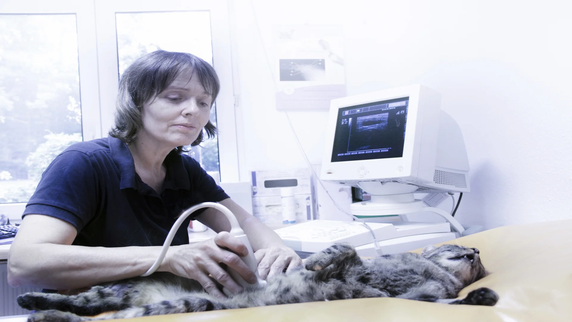 Veterinary examinations by vet ultrasound machines
